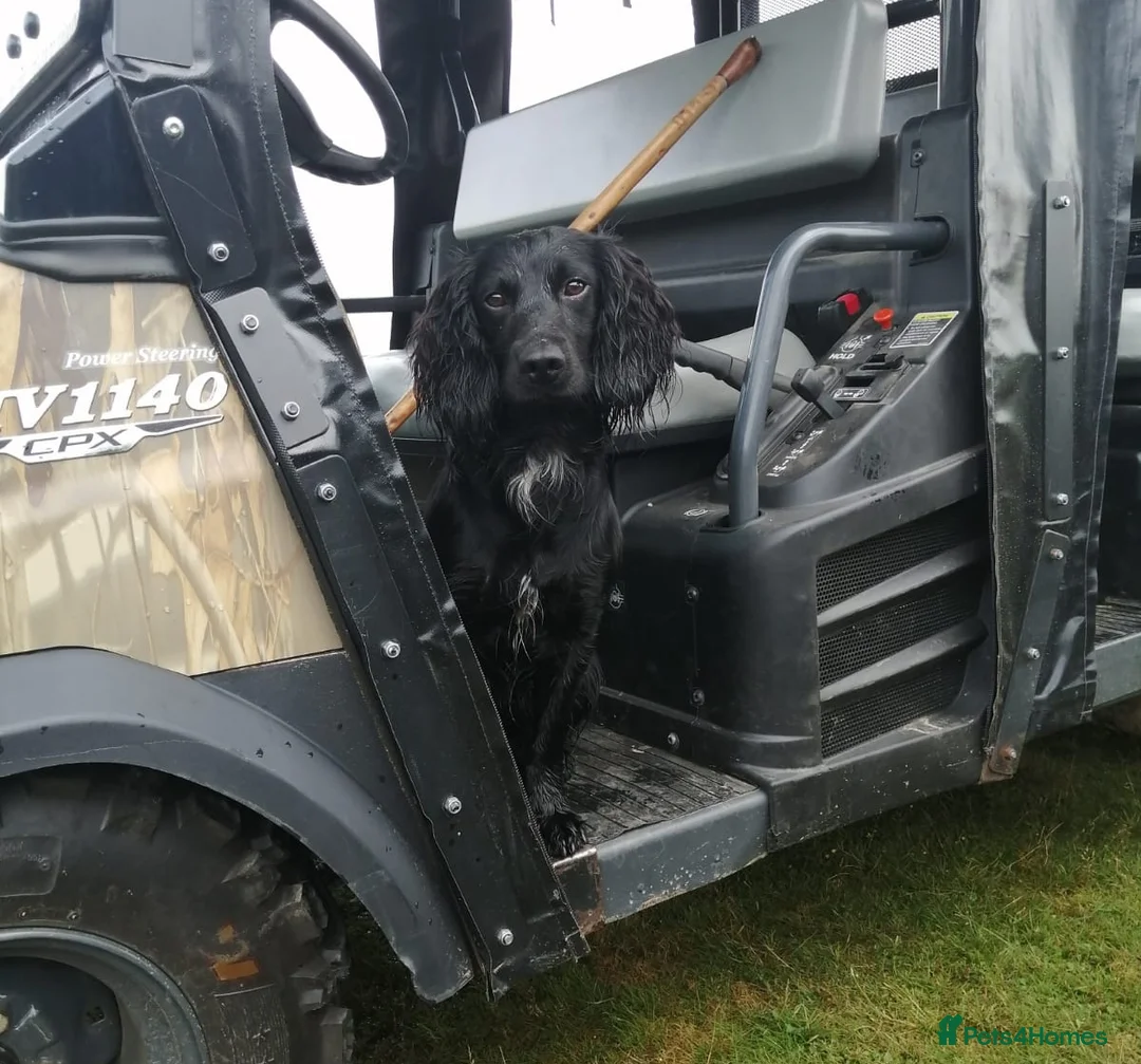 Cocker Spaniel dogs for stud: Working Cocker Spaniel For Stud - Health Tested in Kirriemuir - Advert 2