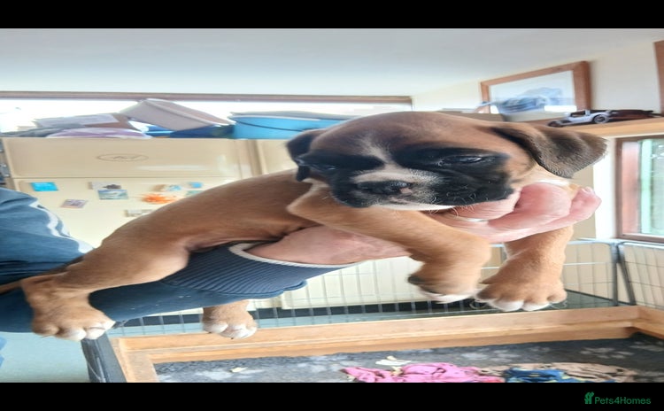 Boxer dogs - Advert 1