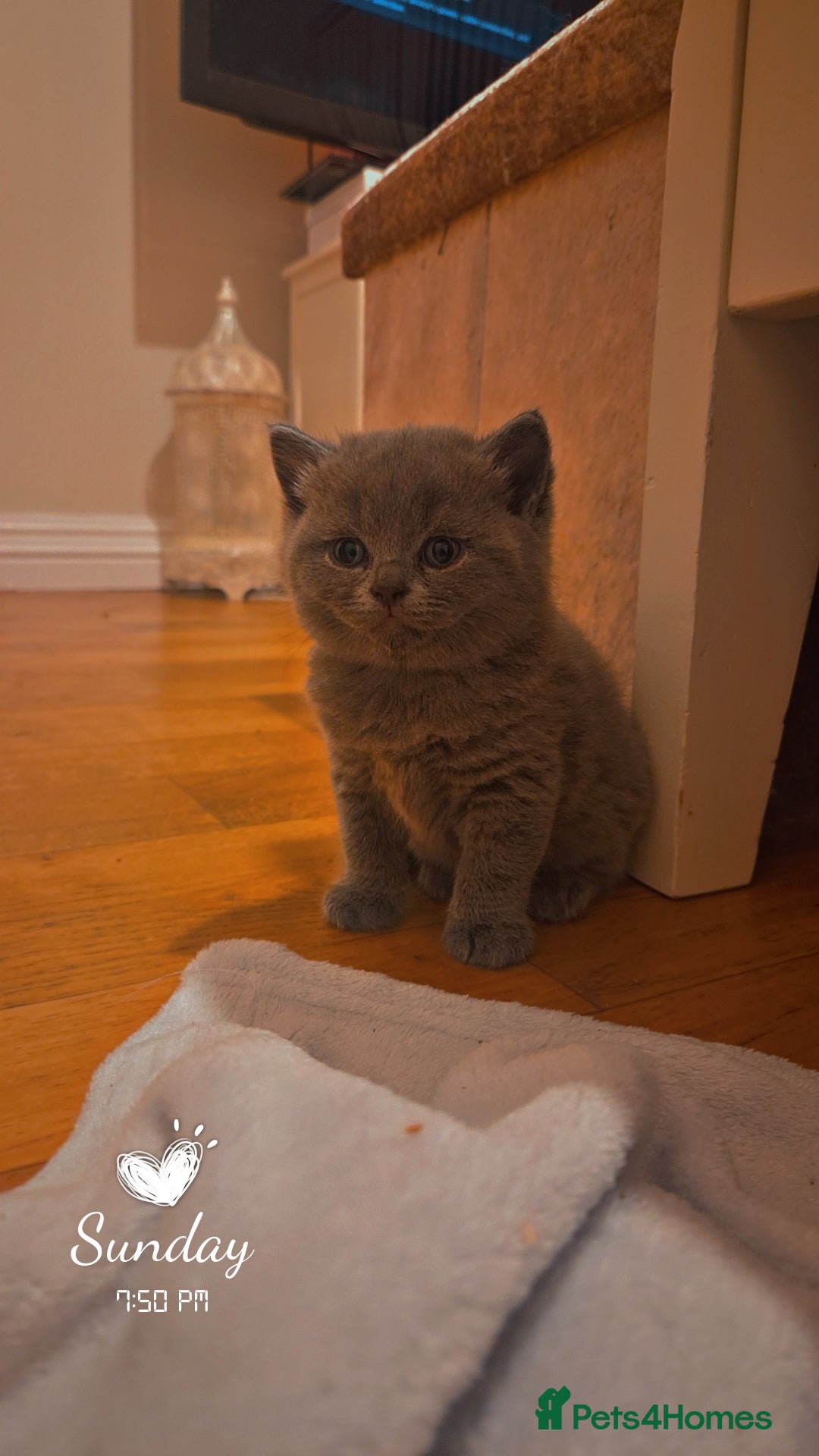 British Shorthair cats for sale: British short-haired kittens GCCF Registered  - Image 8