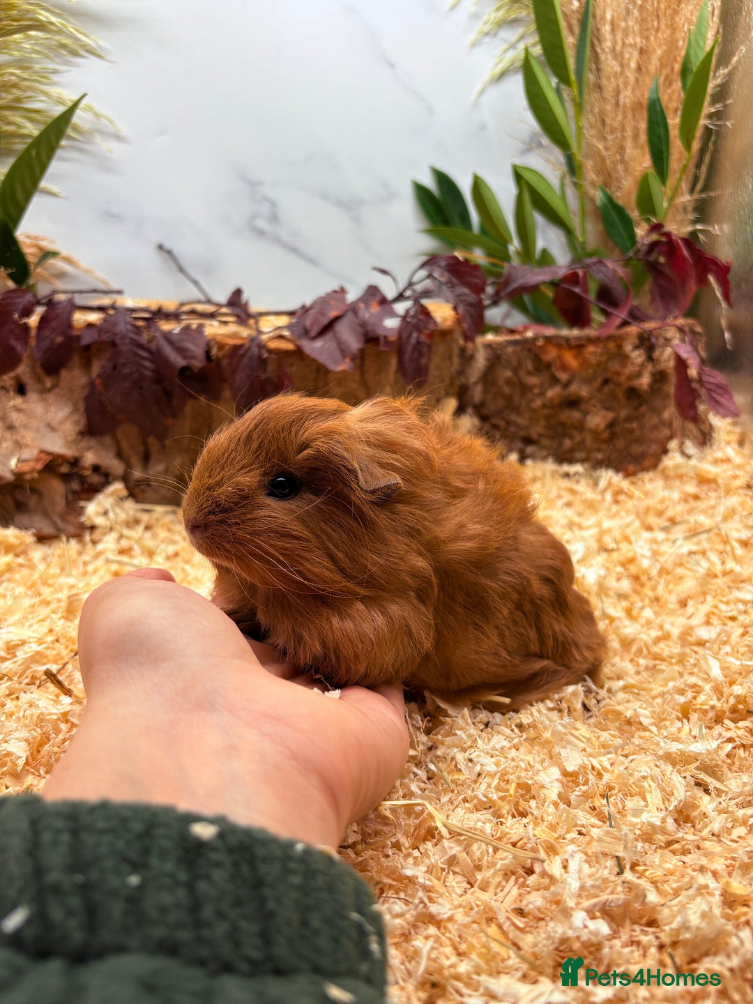 Guinea Pig rodents for sale: 🏡🐹 Multiple pretty Boys available 🐹🏡 - Image 20