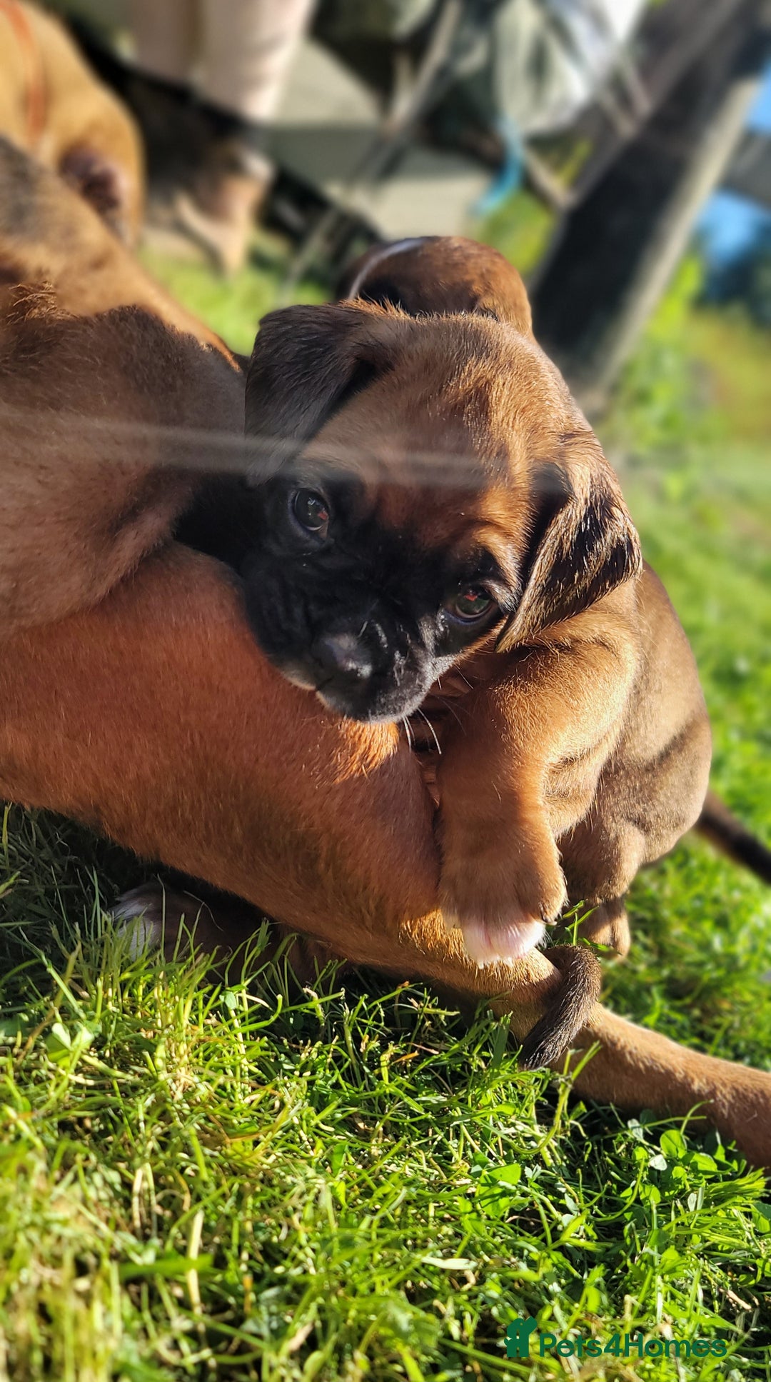 Boxer dogs for sale:   🐾 Champion Bloodline Boxer Puppies🐾 - Image 20