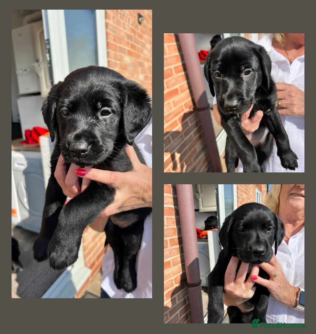 Labrador Retriever dogs for sale: ** 3 beautiful females remaining ** - Advert 2