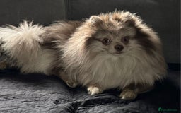 Pomeranian dogs for sale: Rare miniature Teddy face pomeranian puppies  - Image 38