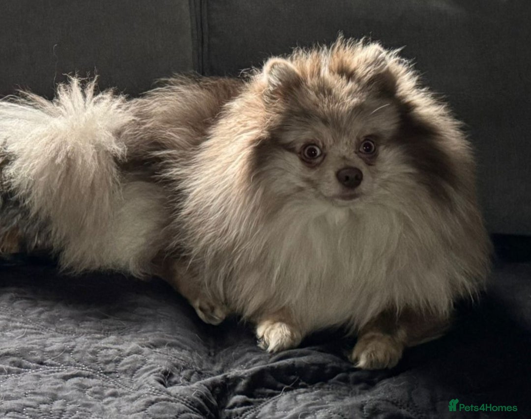 Pomeranian dogs for sale: Rare miniature Teddy face pomeranian puppies  - Image 38