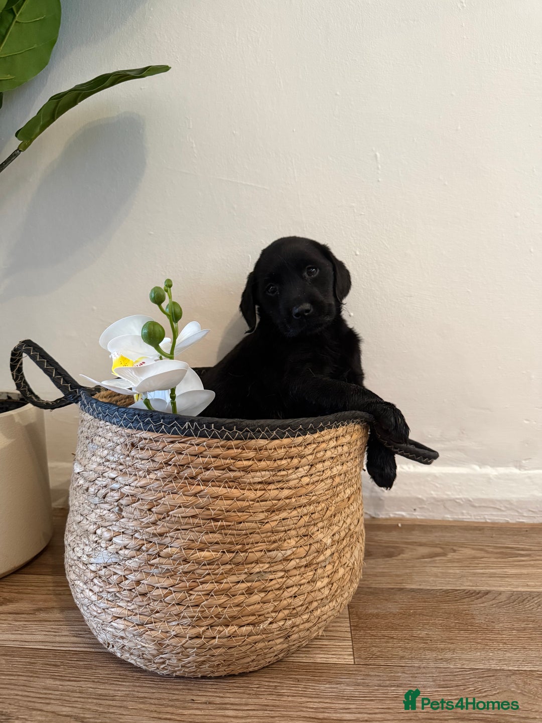 Labrador Retriever dogs for sale: Labrador pups for sale  - Advert 16