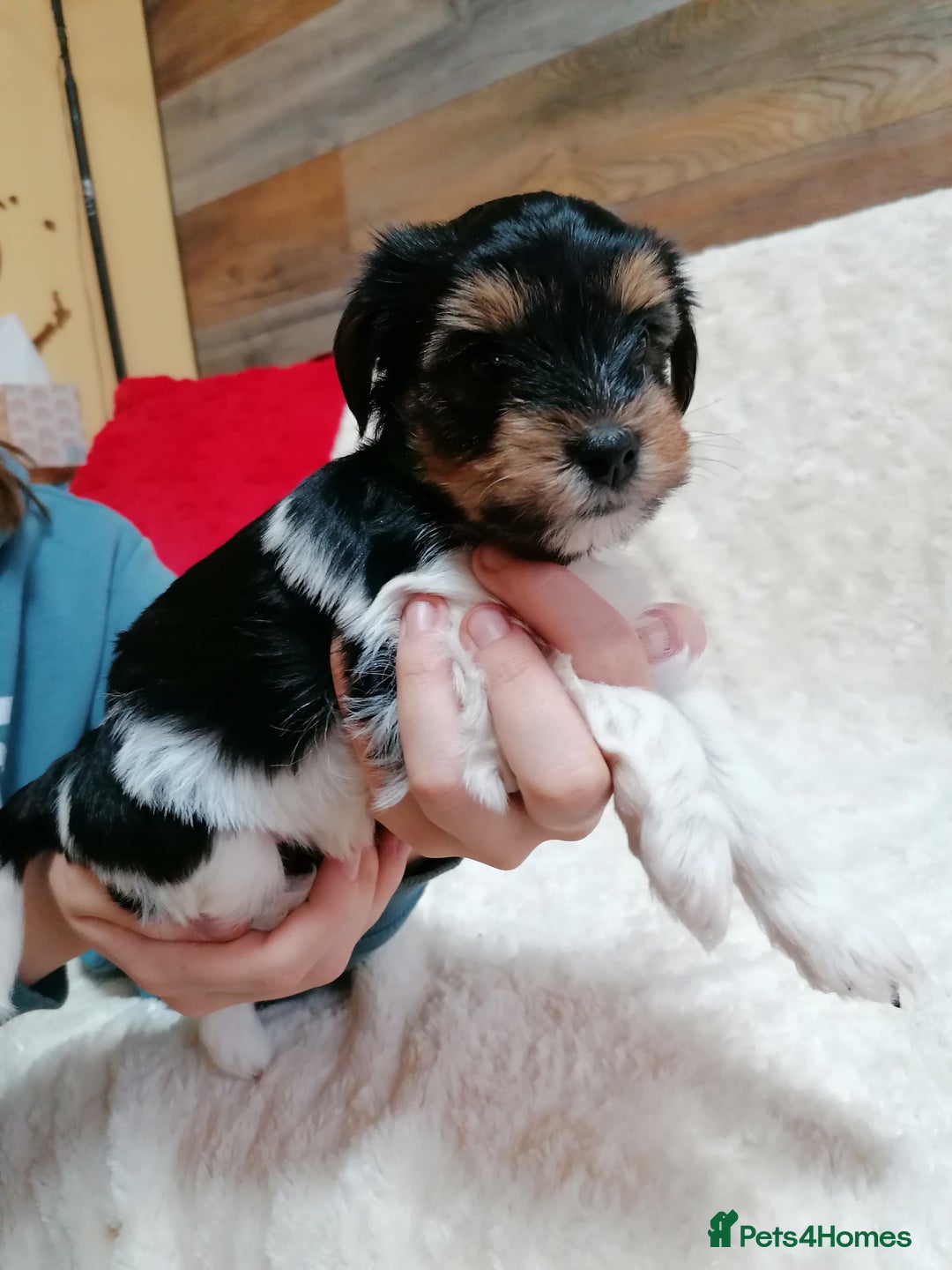 Biewer Terrier dogs for adoption: 🏠❤️ Biewer Puppies Looking for Loving homes - Advert 11