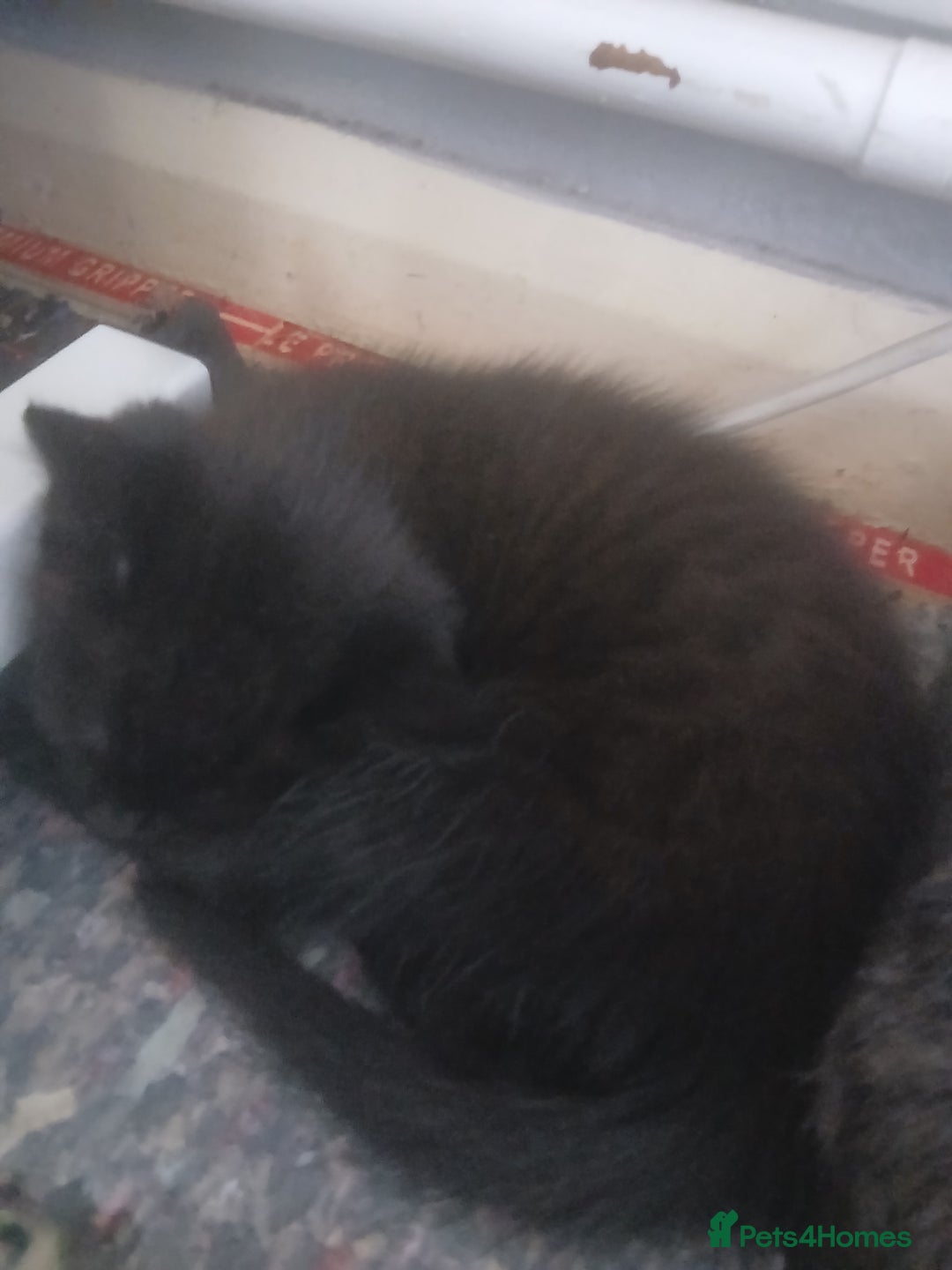 Mixed Breed cats for sale: Mum and kittens - Image 5