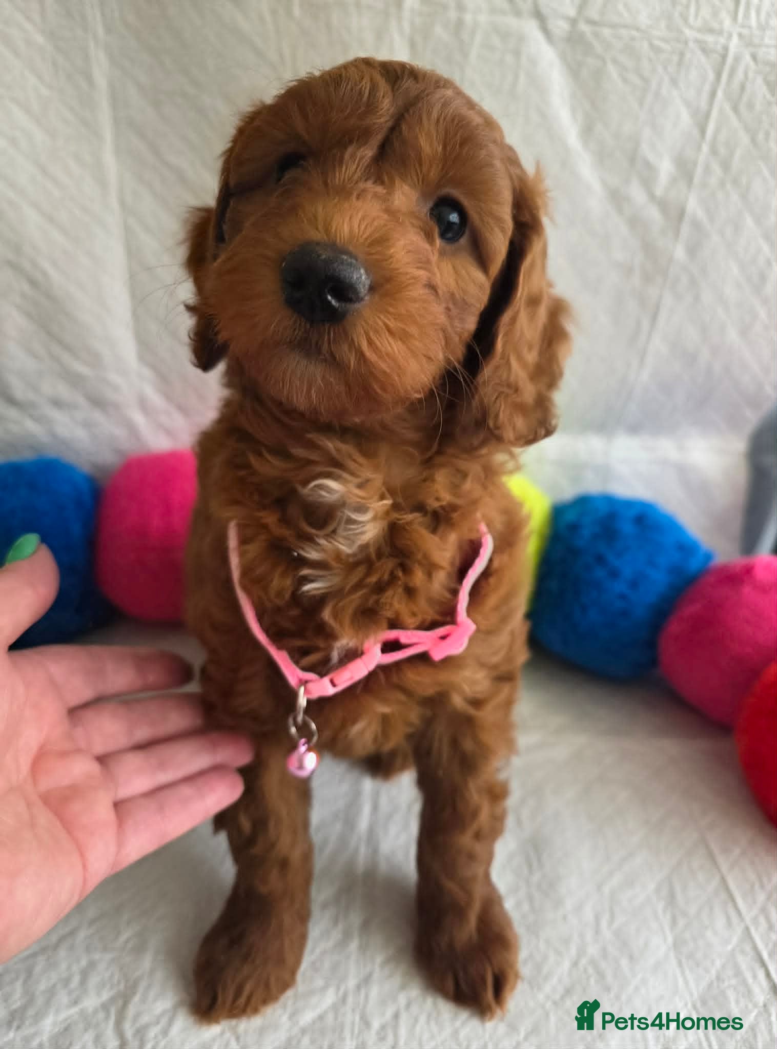 Goldendoodle dogs 👑Finest Quality Deep Red Doodles Toy/Min Bred 👑  - Advert 2