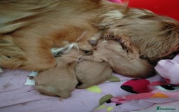 Cavalier King Charles Spaniel dogs for sale: Cavaliers King Charles spaniels - Image 2