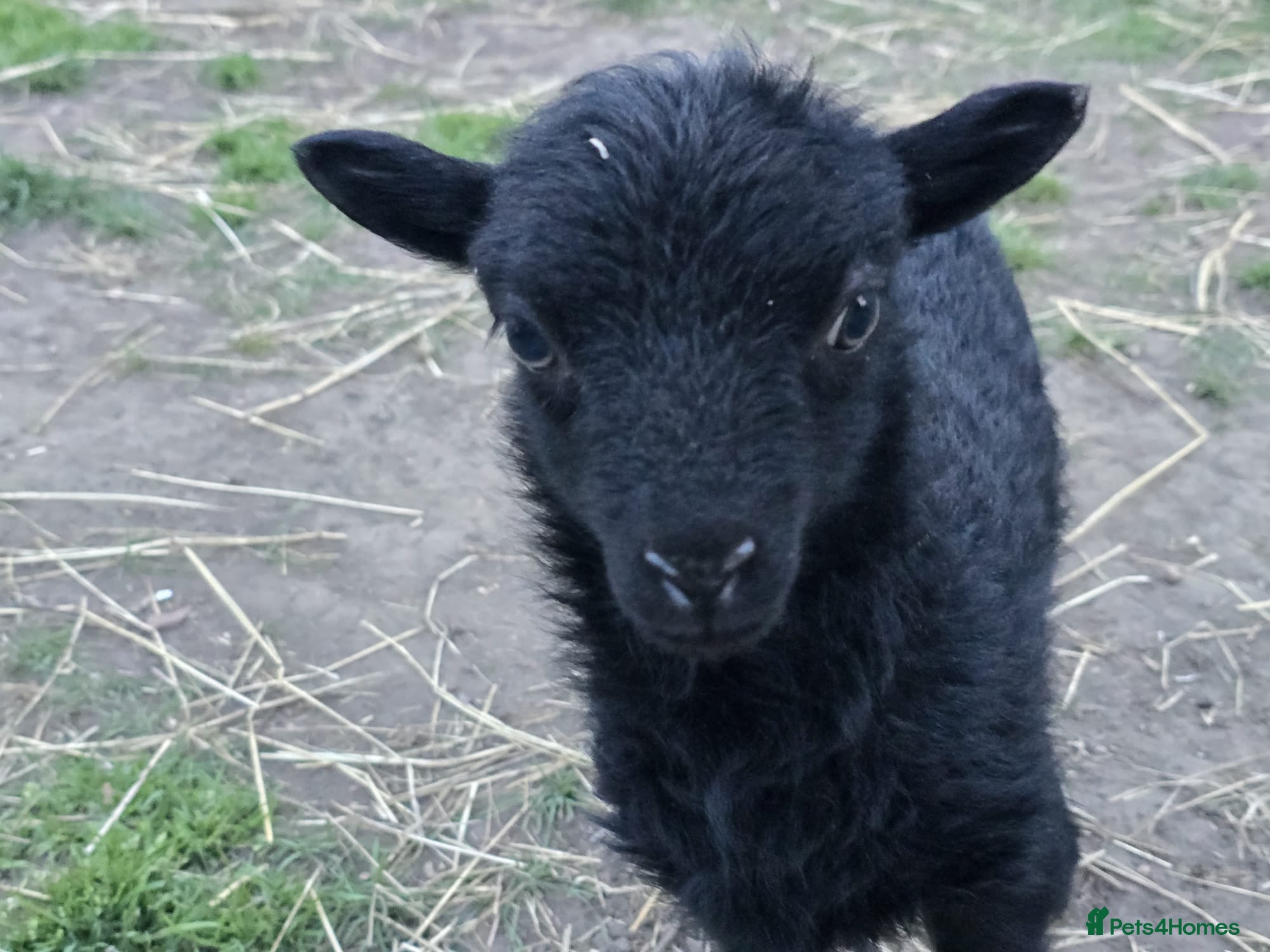 Sheep livestock Registered Ouessant ewe lamb available at weaning  - Advert 9