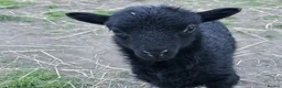 Sheep livestock for sale: Registered Ouessant ewe lamb available at weaning  - Advert 1