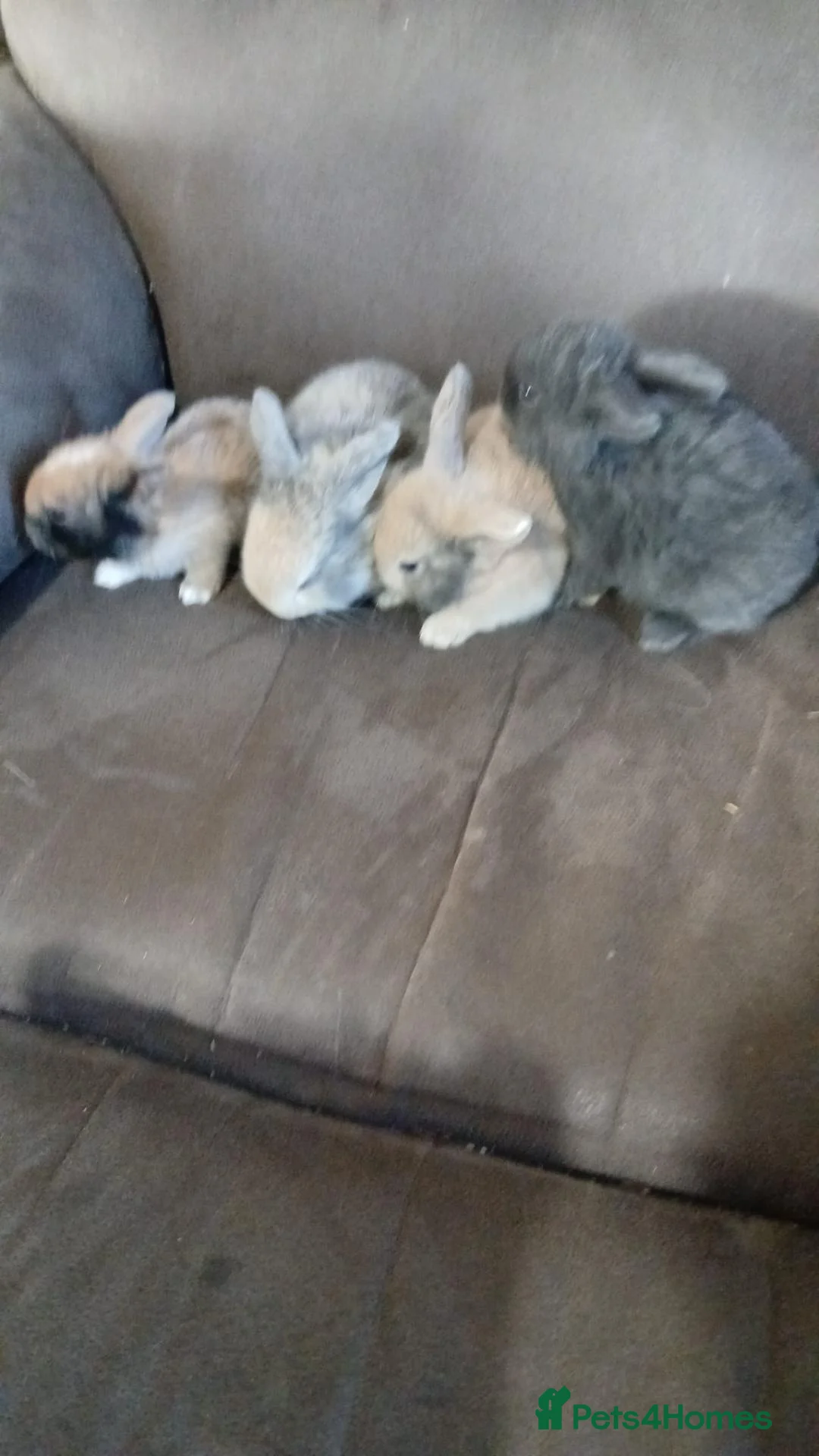 Mixed Breed rabbits for sale: mixed rabbits - Advert 1