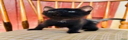 Mixed Breed cats for sale: *READY NOW* 3 Beautiful Black Kittens  - Advert 26