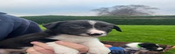 Border Collie dogs for sale: Adorable ISDS Border Collie Puppies - Advert 6