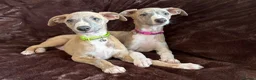Whippet dogs for sale: Beautiful KC Registered Whippets  - Advert 14