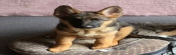 German Shepherd dogs for sale: KC REGISTERED GERMAN SHEPHERD PUPPIES (last puppy) - Advert 13