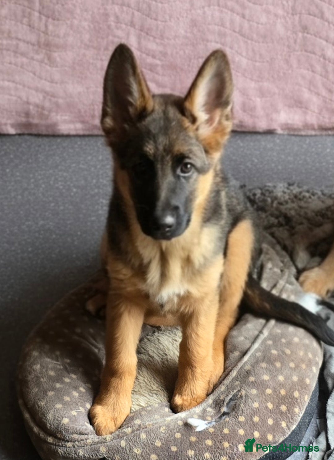 German Shepherd dogs for sale: KC REGISTERED GERMAN SHEPHERD PUPPIES (last puppy) - Advert 13