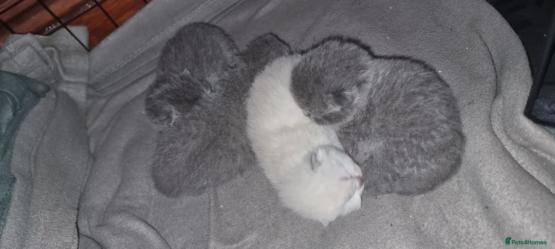 British Shorthair cats for sale: British shorthair kittens for sale in Camberley - Advert 11