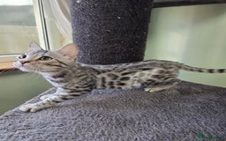 Bengal cats for sale:  Outstanding Quality Bengal kittens ready to leave - Image 21