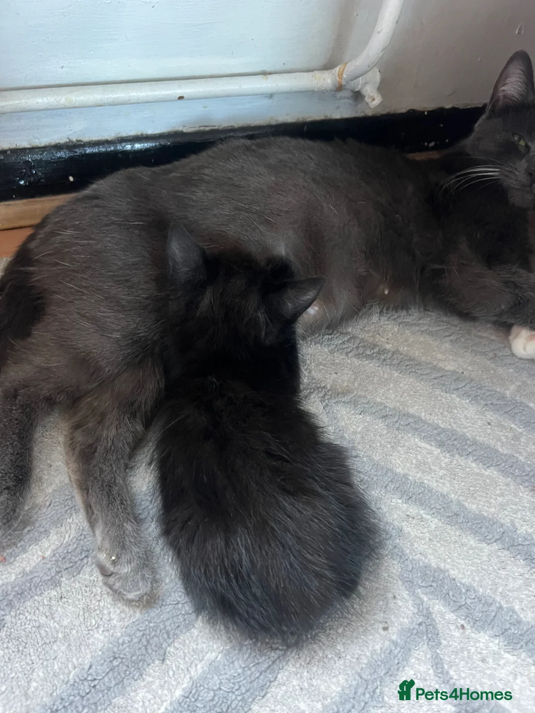 Mixed Breed cats for sale: Little kittens  - Advert 1