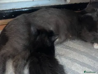 Mixed Breed cats Little kittens - Advert 1