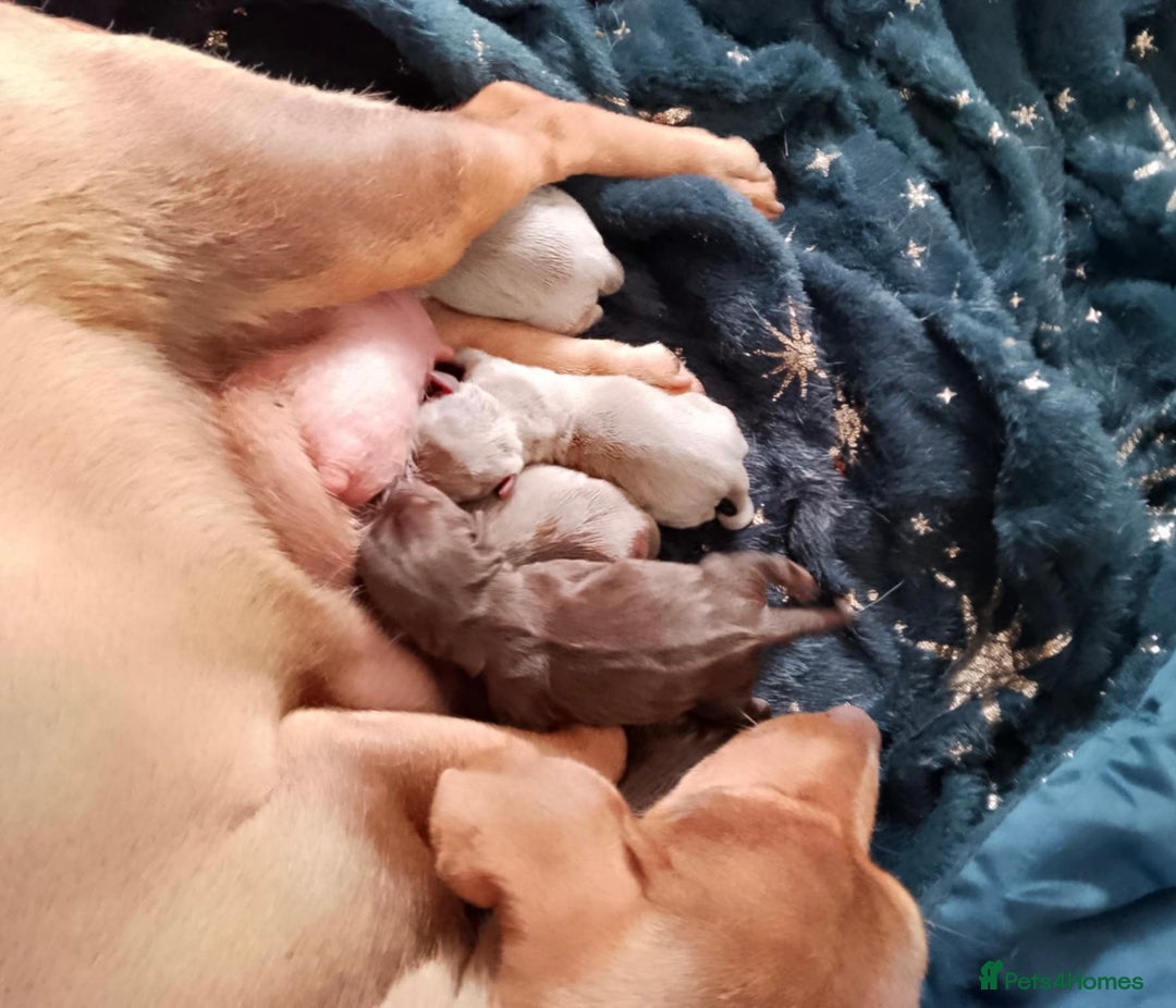Jack Russell dogs for sale: Beautiful Muchwenlock Jack Russell puppies - Image 9