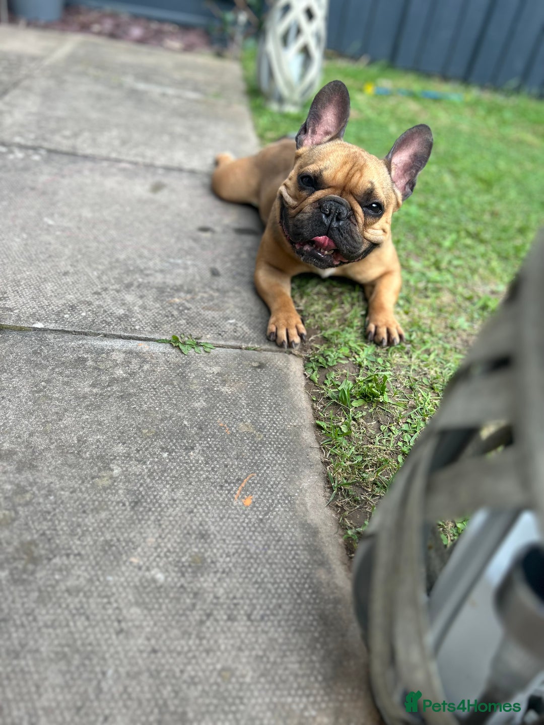 French Bulldog dogs for sale: Rocco  - Advert 5