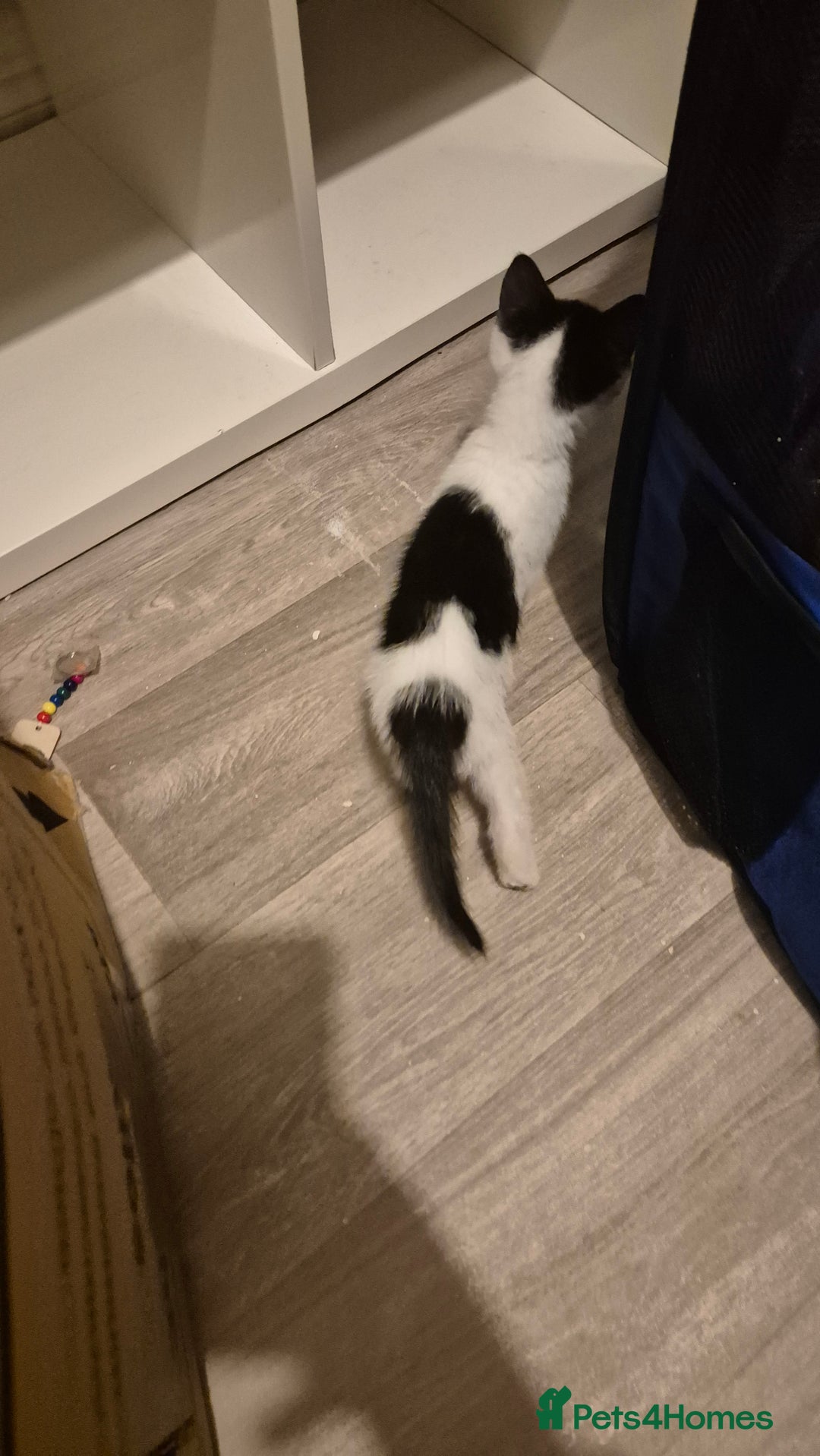 Mixed Breed cats for sale: 2 female kittens available and ready to leave  - Advert 6