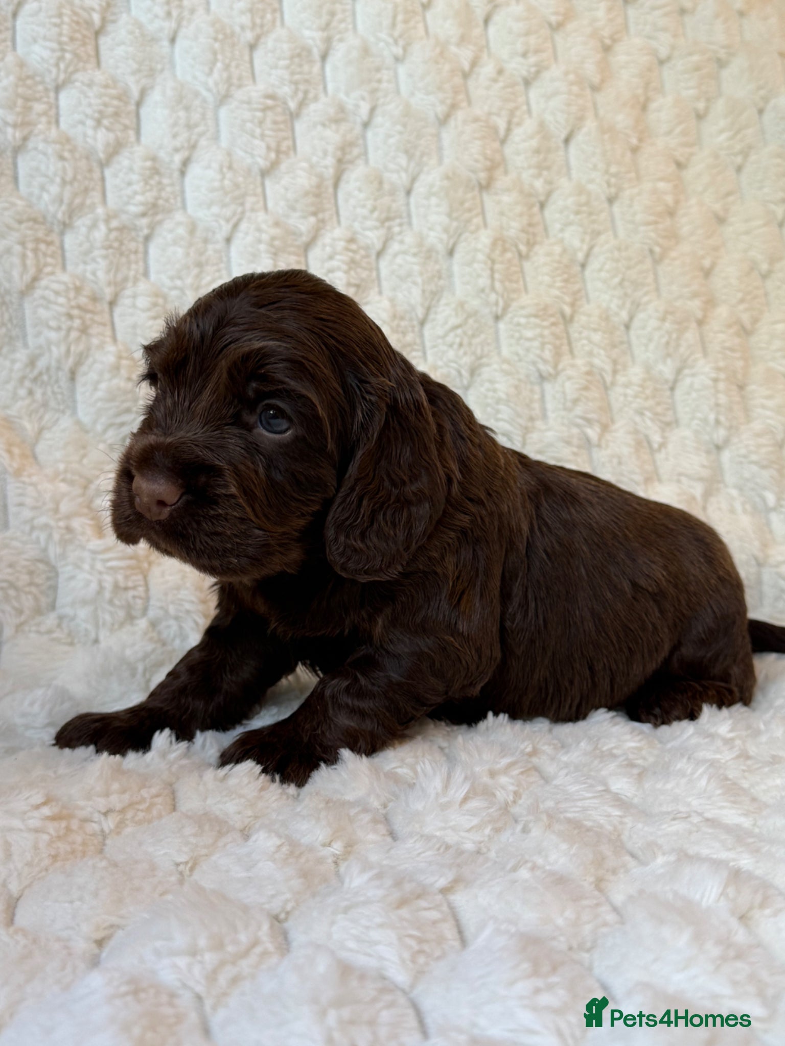Cocker Spaniel dogs Cocker spaniel puppies health tested  - Advert 1