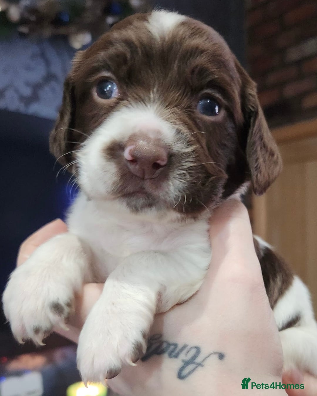 English Springer Spaniel dogs for sale: 9 gorgeous puppies looking for their forever homes - Advert 11
