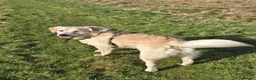 Golden Retriever dogs for sale: 1 year Golden retriever male needing rehome - Advert 4