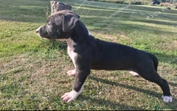 Mixed Breed dogs for sale: Italian greyhound mixed with Dalmatian - Image 5