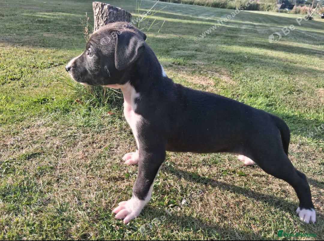 Mixed Breed dogs for sale: Italian greyhound mixed with Dalmatian - Image 5