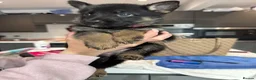 German Shepherd dogs for sale: 10 beautiful German shepherd puppies - Advert 30