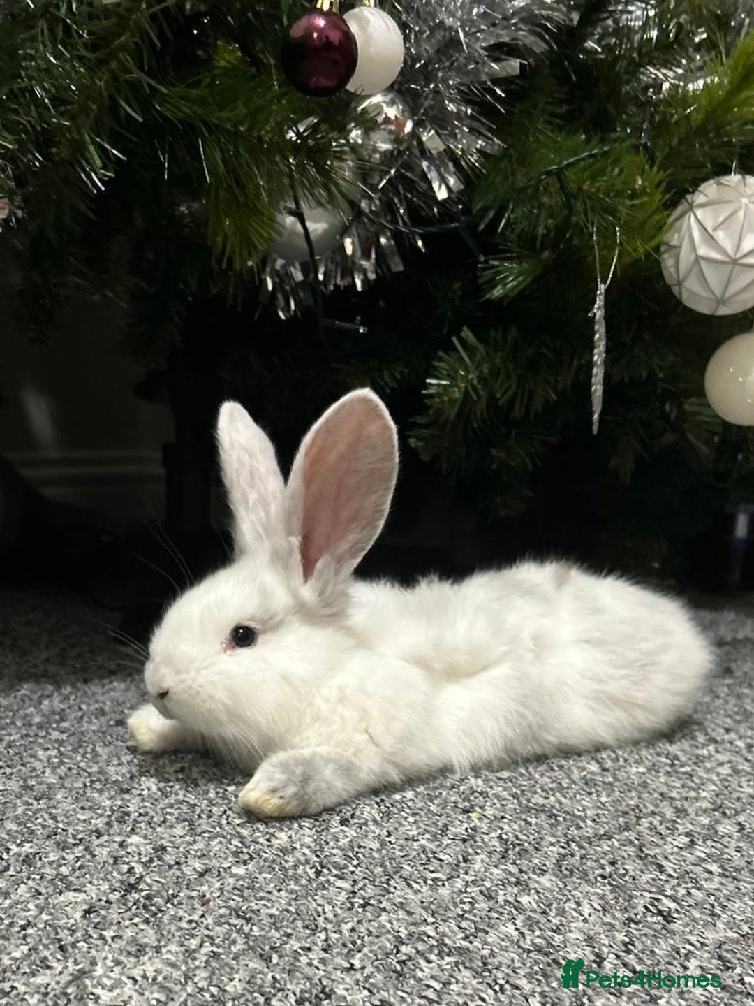 Continental Giant rabbits for sale: 3 PURE CONTINENTAL GIANT RABBITS - Advert 9