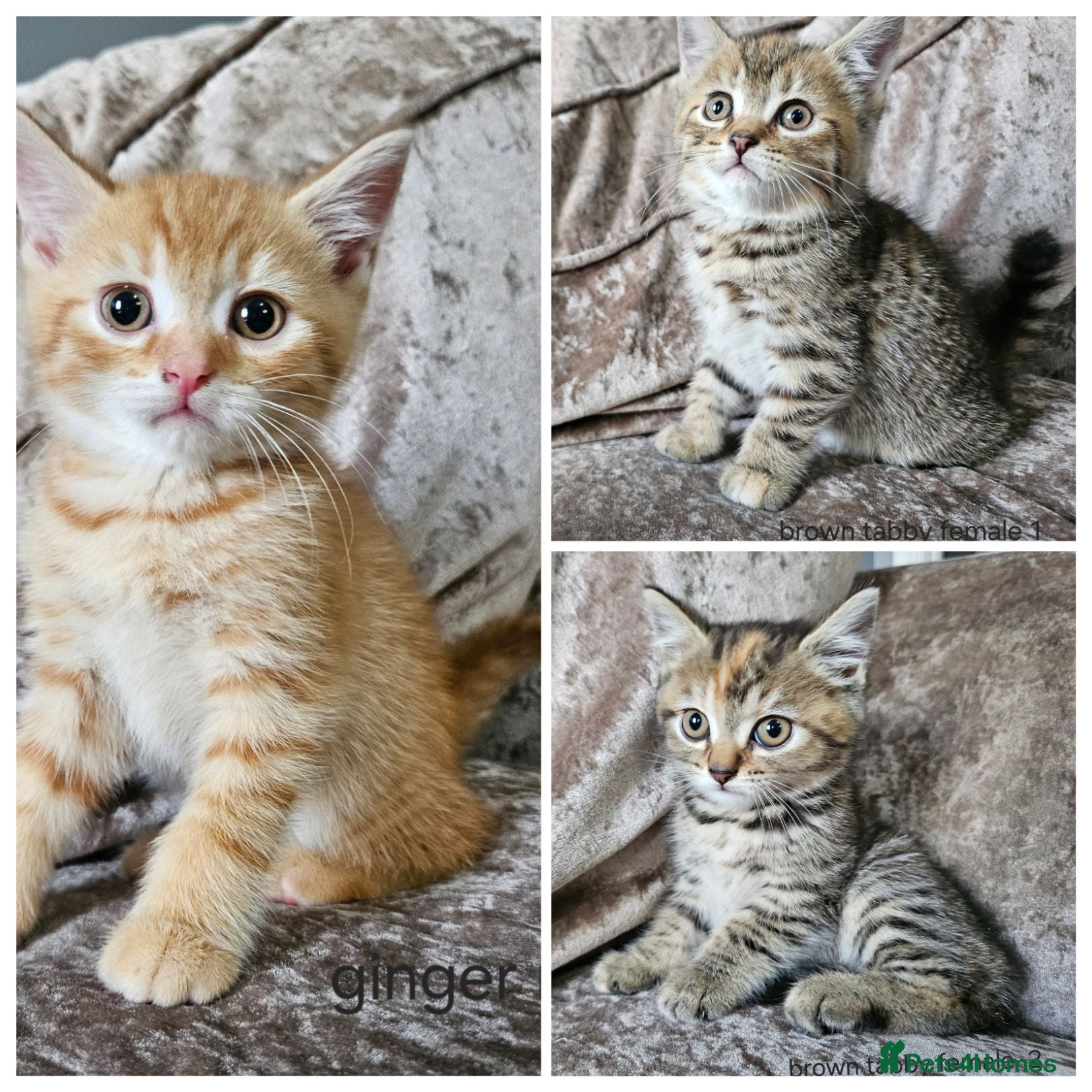 Mixed Breed cats 5 kittens x British blue shorthairs - Advert 9