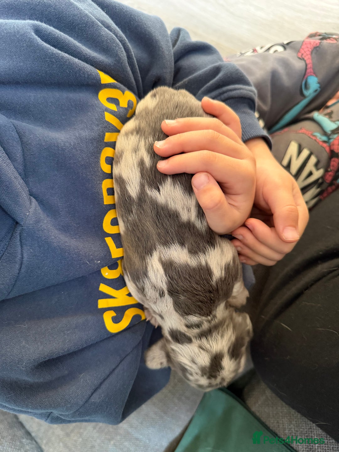 Dachshund dogs for sale: 2 beautiful girls - Image 6