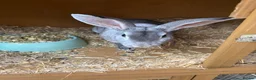 Mixed Breed rabbits for sale: Rex and English spots  - Advert 5