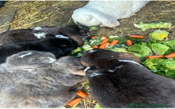 French Lop rabbits for sale: Last little girl looking for a forever home 💗 - Image 13