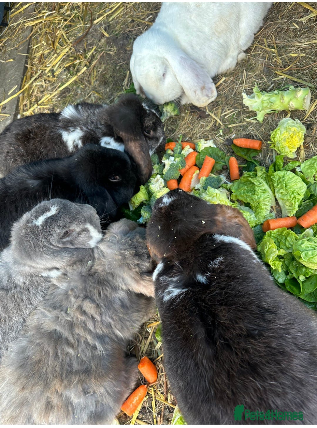 French Lop rabbits for sale: Last little girl looking for a forever home 💗 - Image 13