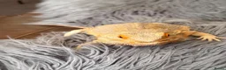 Bearded Dragon reptiles for sale: Bearded Dragon - Advert 5
