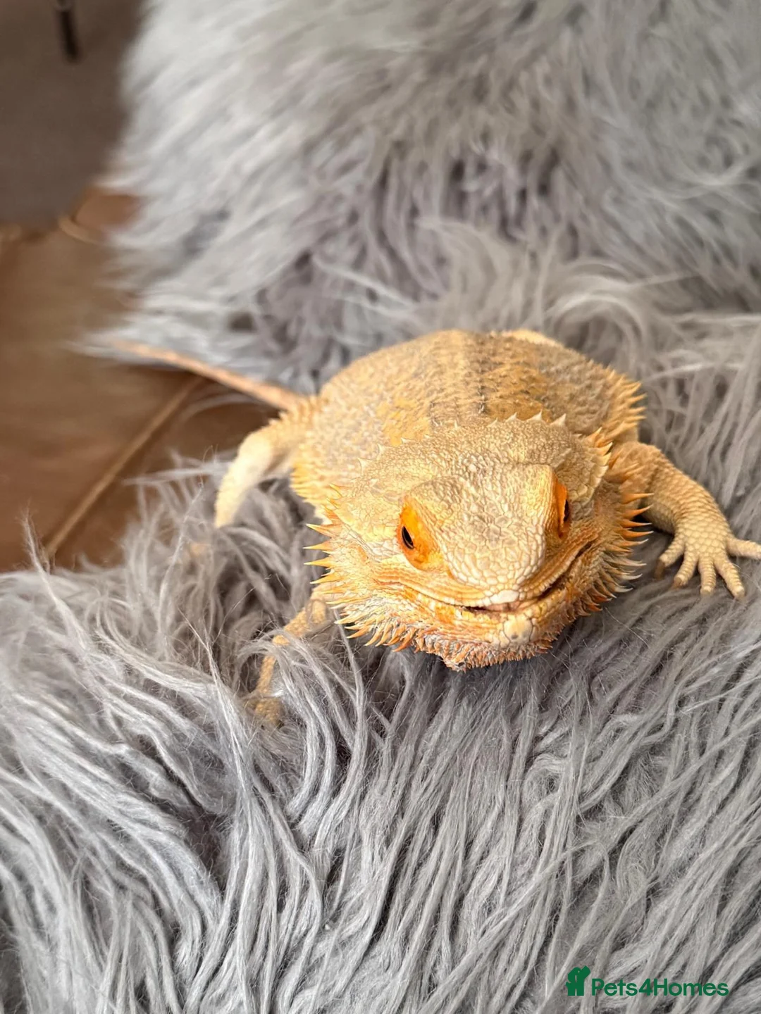 Bearded Dragon reptiles for sale: Bearded Dragon - Advert 5