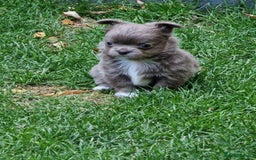 Chihuahua dogs for sale: Long Haired Russian Chihuahuas - Image 5
