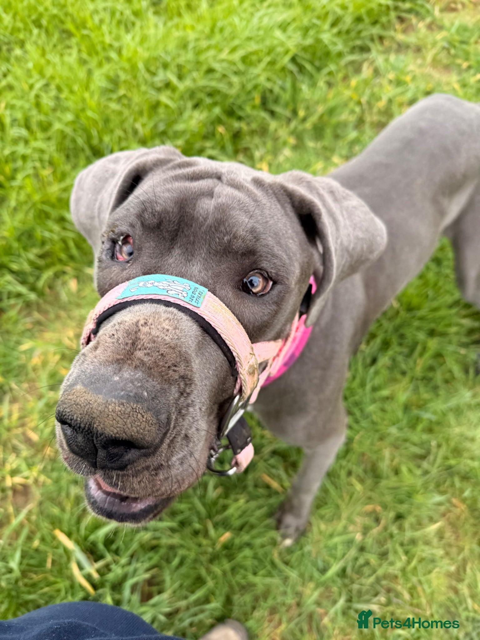 Great Dane dogs Nessy the Great Dane  - Advert 4