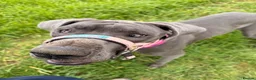 Great Dane dogs for sale: Nessy the Great Dane  - Advert 1