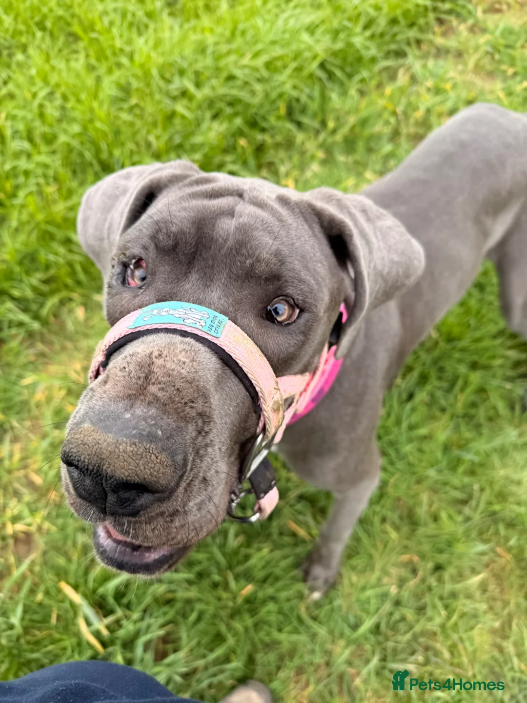 Great Dane dogs for sale: Nessy the Great Dane  - Advert 1