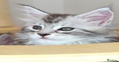 Maine Coon cats - Advert 3