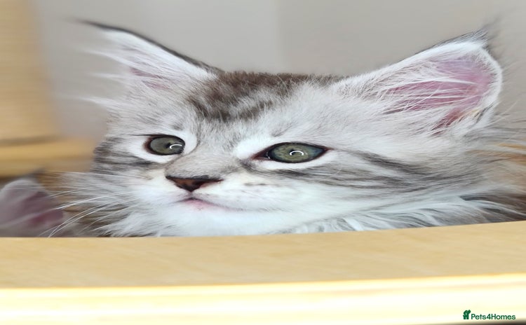 Maine Coon cats - Advert 3
