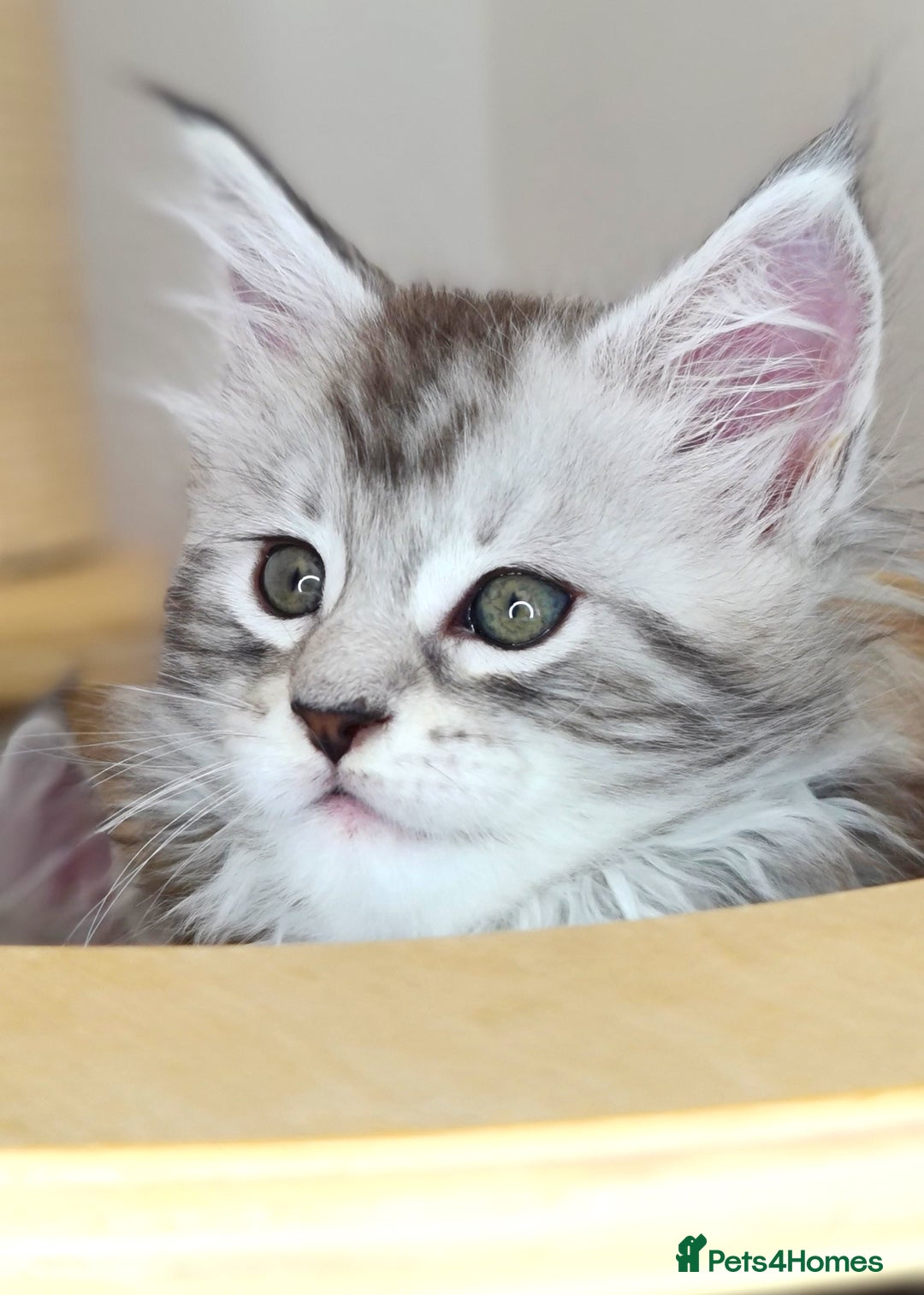 Maine Coon cats for sale: PEDIGREE MAINE COON KITTENS 5 BOYS - Image 1