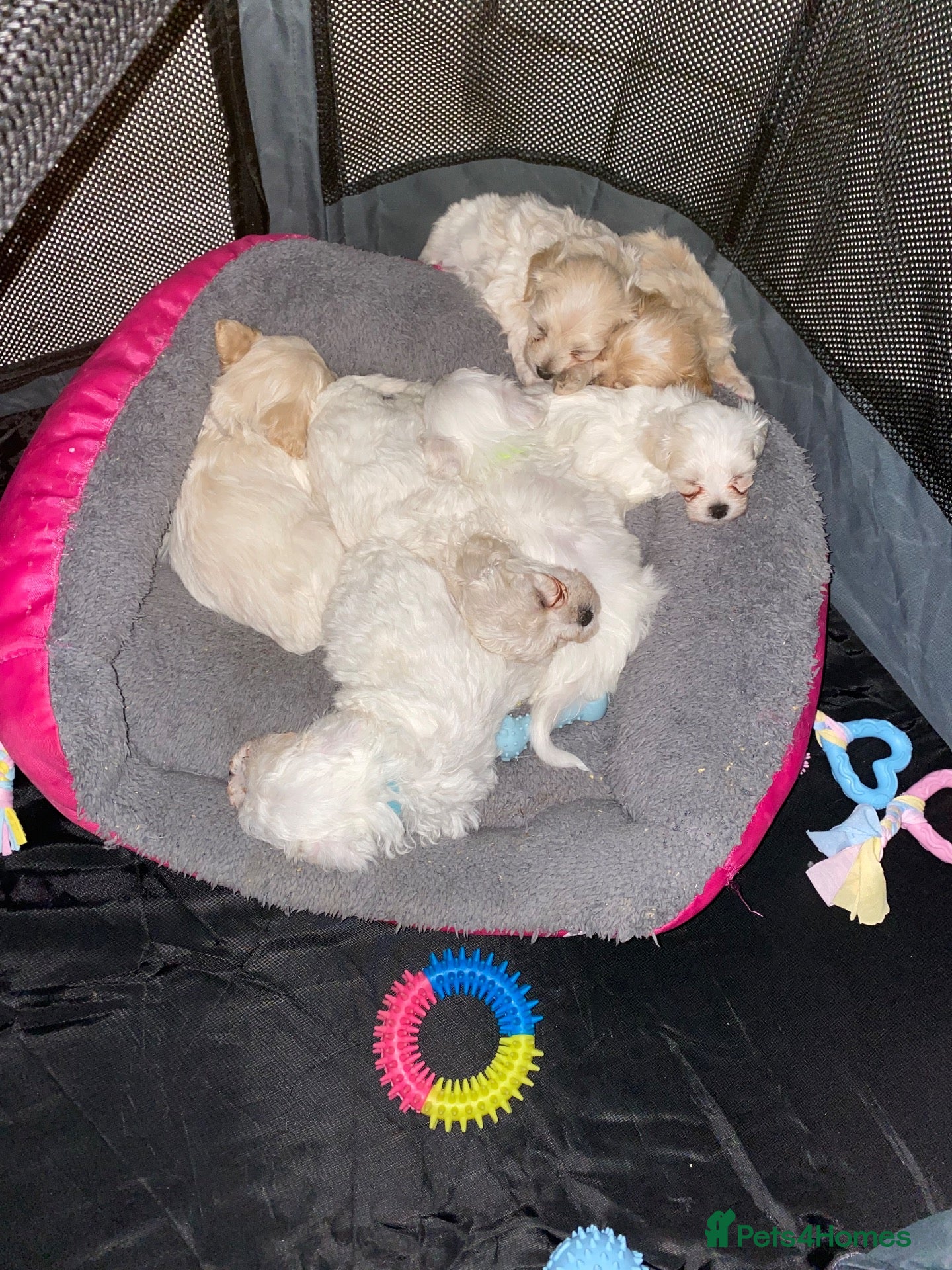 Maltipoo dogs for sale: Maltipoo puppies  - Advert 2